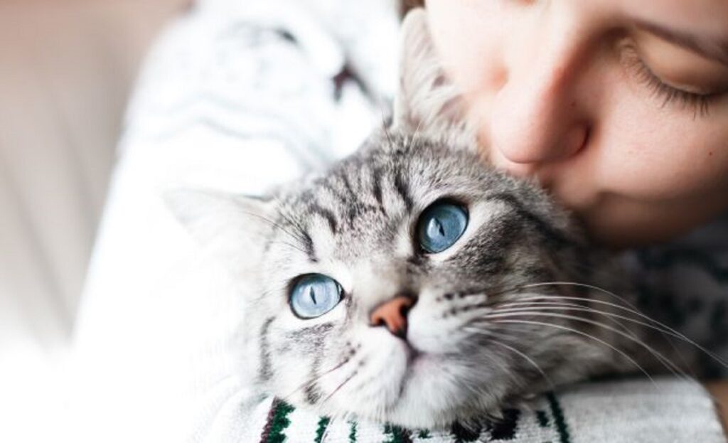 Όπου και αν είστε, δεν μπορείτε να κρυφτείτε από τη γάτα σας