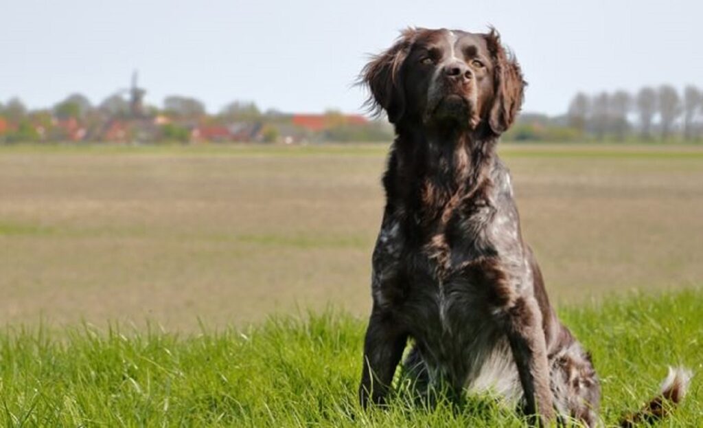 Και όμως τα ζώα έχουν αναμνήσεις – Πώς μπορούν να μας βοηθήσουν να αντιμετωπίσουμε το Αλτσχάιμερ