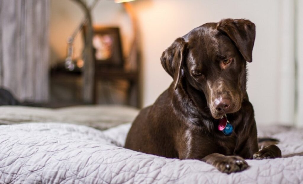 Κορονοϊός και κατοικίδια: Το πρώτο κρούσμα σε σκύλο της Βρετανίας και όσα πρέπει να γνωρίζουμε