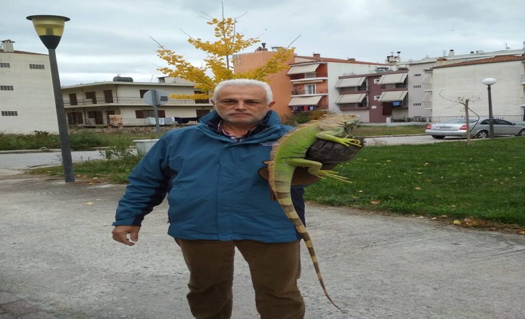 Λάρισα: Παρέμβαση του Δήμου για το πράσινο ιγκουάνα