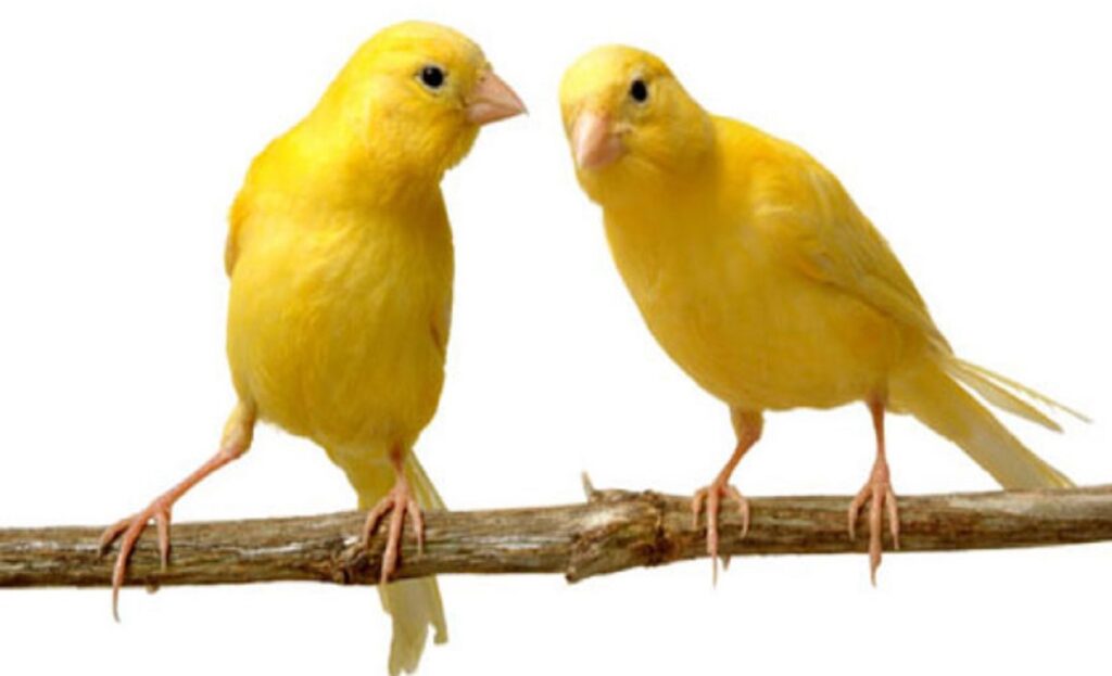 Λάρισα: Πλημμύρισε μελωδίες από το «τραγούδι» των καναρινιών