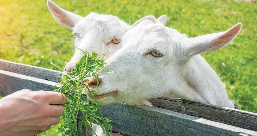 Έξυπνο κολάρο ειδοποιεί τις κατσίκες πού να βόσκουν