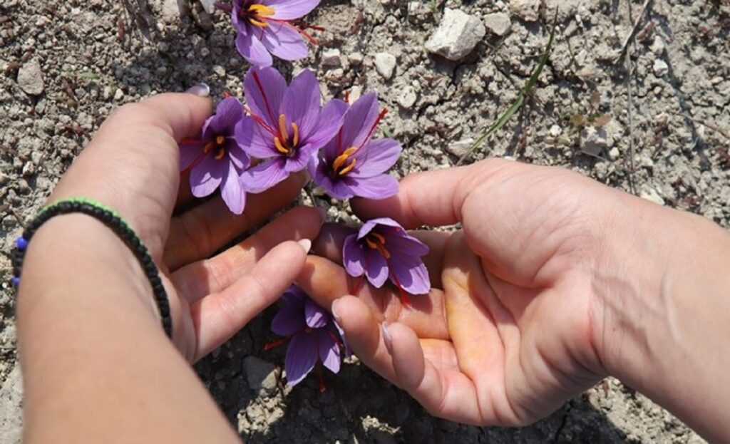 Κρόκος Κοζάνης: «Το χρυσάφι της ελληνικής γης»