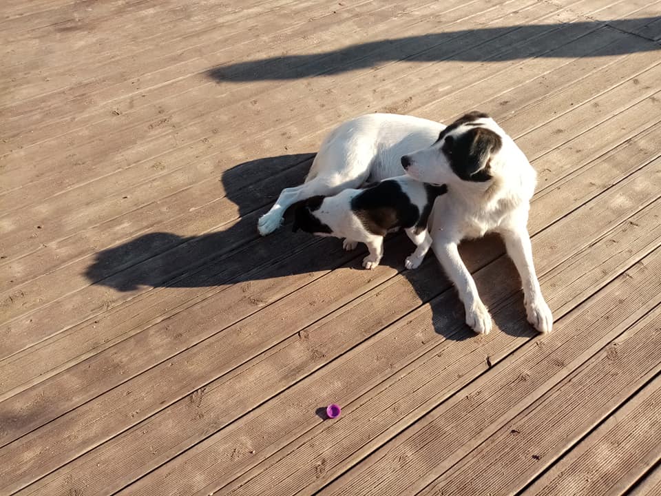 Βόλος: Σε… ποδοσφαιρική οικογένεια τρία αδέσποτα κουταβάκια