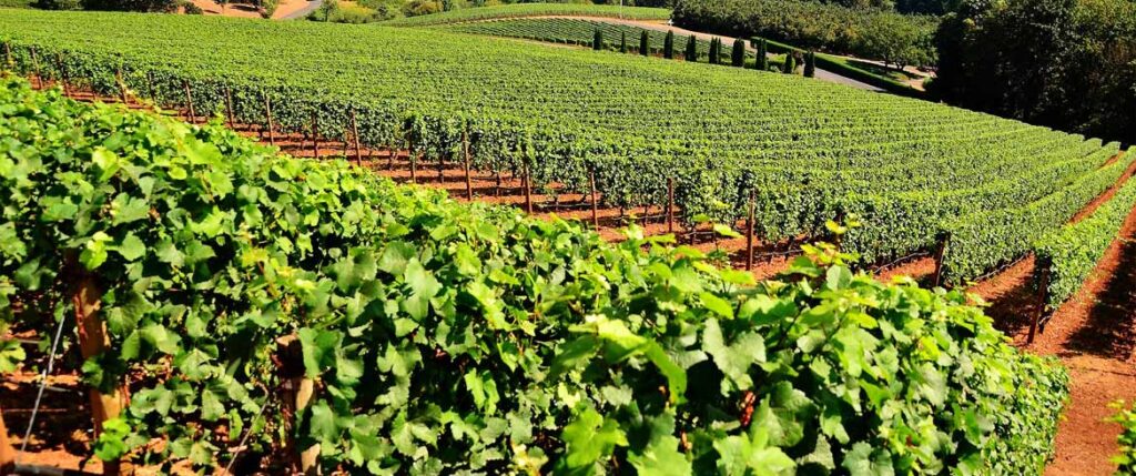 ΔΑΟ Π.Ε. Λάρισας: Αποτελέσματα βιολογικής γεωργίας